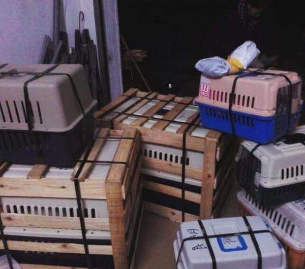 宠物托运